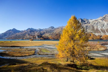 Göl kenarındaki karaçam ormanı ve sonbahar mevsiminde İsviçre Alpleri 'ndeki St. Moritz' deki Silsersee Gölü 'nün ıslak arazisi. 