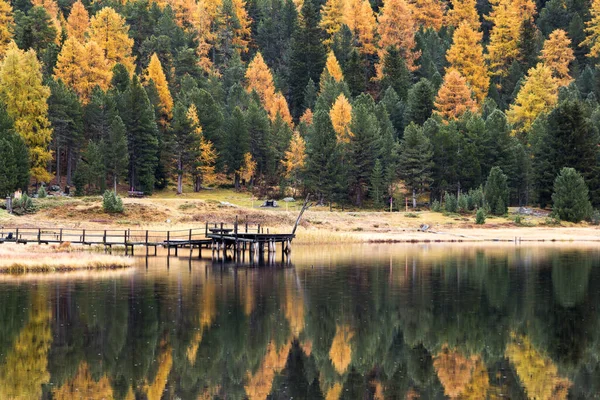 Kleurrijk Bos Met Dennen Lariksbomen Met Reflectie Het Meer Staz — Stockfoto