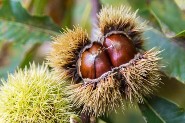 Edible Chestnut Opening Chestnut Tree Autumn Season Close — Stock Photo, Image
