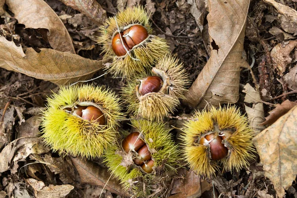 Castañas Comestibles Caídas Suelo Del Bosque —  Fotos de Stock