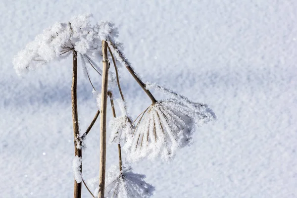 Ходынка Обыкновенная Коровья Heracleum Sphondylium Покрытая Согнутая Снегом — стоковое фото