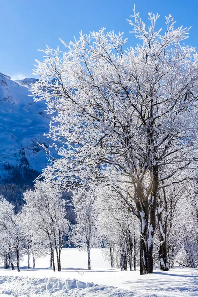 寒冷的树木 冬季的风景 蓝天的群山 — 图库照片
