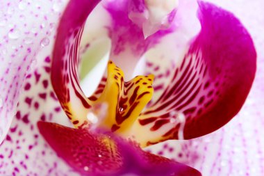 Ekstrem Makro: Damlacıklı orkide çiçeğinin deitail 'leri