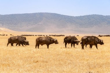 Afrika savanasındaki Ngorongoro Ulusal Parkı 'nda vahşi bufalo sürüleri, Tanzanya
