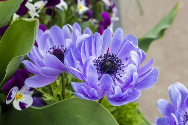 Anémonas Amapola Azul Primavera Primer Plano Macro —  Fotos de Stock