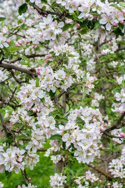 Äppelblommor Odlingsträdgården Vårsäsongen — Stockfoto