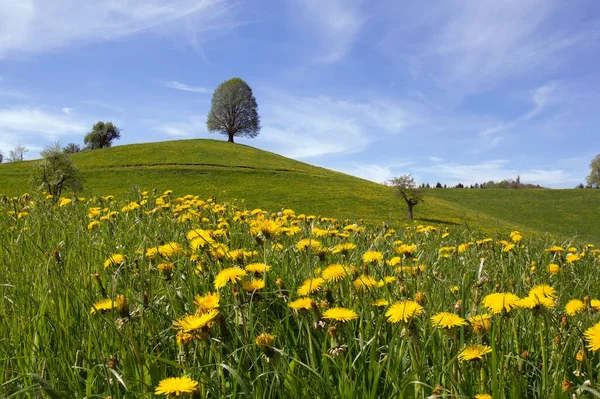 Drumlin Hügel Mit Bäumen Mit Frühlingslöwenzahn Weide Vordergrund Unter Blauem — Stockfoto