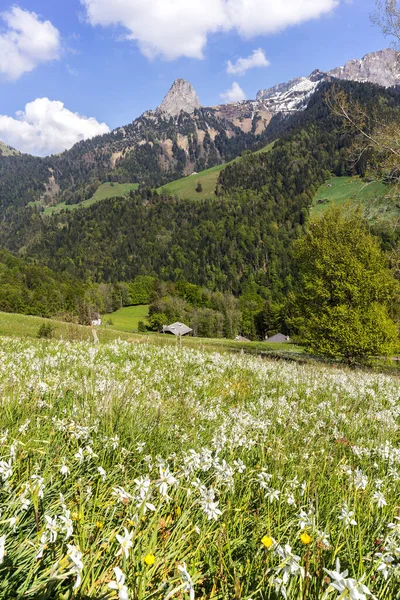 Campo Florescente Com Flor Narciso Selvagem Narcissus Poeticus Nos Alpes — Fotografia de Stock