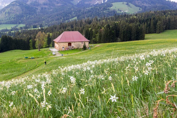 Campo Florescente Com Flor Narciso Selvagem Narcissus Poeticus Nos Alpes — Fotografia de Stock