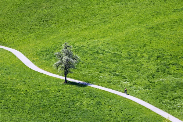 Lonely Bicyclist Riding Uphills Curvy Rural Road Huge Blooming Tree — Stockfoto