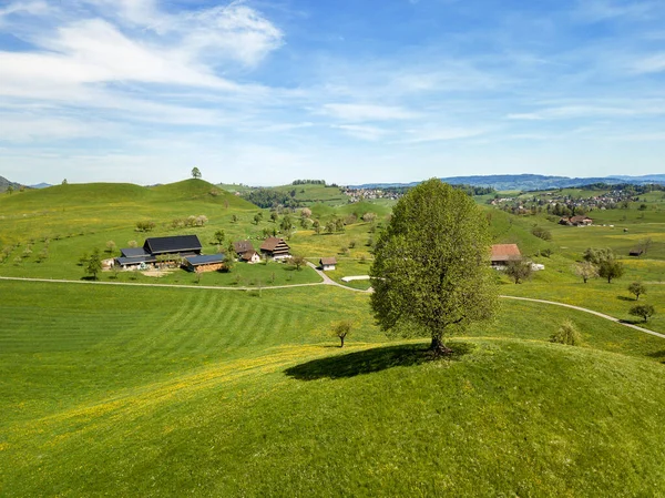 Aerial Image Drumlin Hills Landscape Single Trees Hill Top — Stock Photo, Image