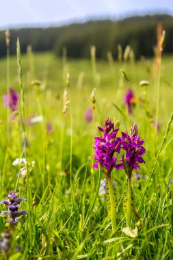 Geniş yapraklı, bataklık orkidesi (Dactylorhiza majalis) Alp dağlarında yetişiyor.