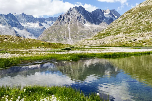 Aletsch冰川谷的Maerjelensee 前景一片草木 — 图库照片