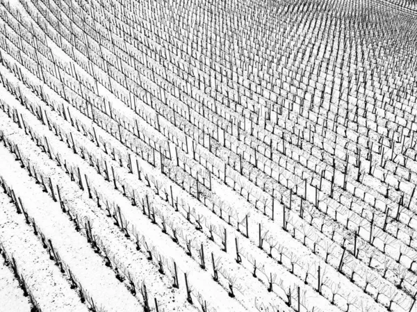 Vinhedos Sob Neve Com Casas Ferramentas Temporada Inverno — Fotografia de Stock