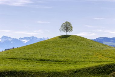 Drumlin tepeleri ve mavi gökyüzünün altında yalnız bir ağaç. Arka planda Alpler dağı var.