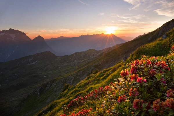 Sunset Swiss Alps Wild Red Flowers Foreground — Stock Photo, Image