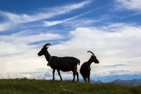 Sihlouetts Alps Mountain Goats Hill Top Blue Sky — Stock Photo, Image