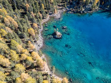 Sonbahar karaçam ağaçlarıyla çevrili temiz turkuaz sularla dolu güzel göl üzerinde İHA tarafından çekilen hava görüntüsü İsviçre 'nin Canton Grison kentinde Saoseo Gölü.