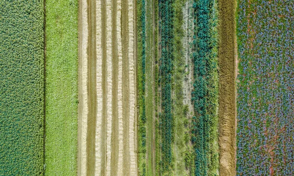 Citra Drone Udara Dari Lapangan Dengan Pertumbuhan Tanaman Yang Beragam — Stok Foto