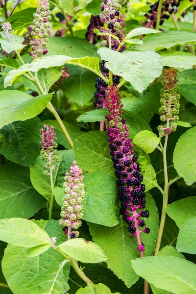 Planta Herbaria Pokeweed Indio Phytolacca Acinosa Que Utiliza Localmente Para —  Fotos de Stock