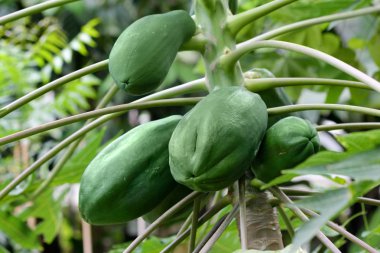 Papaya ağaç üzerinde