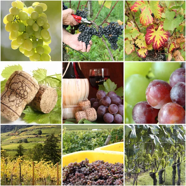 Vineyard collage — Stock Photo, Image