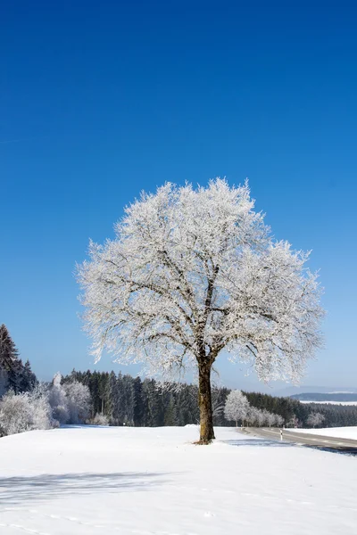 Arbre congelé — Photo