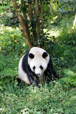Ormandaki ayı Panda