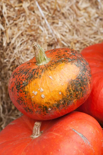 Red Pumpkin — Stock Photo, Image