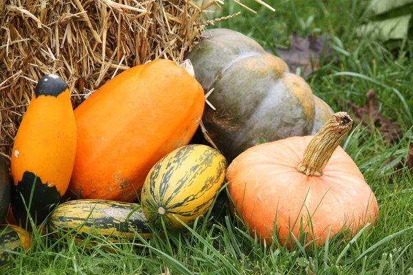 Pumpkin harvest in field — Stock Photo, Image