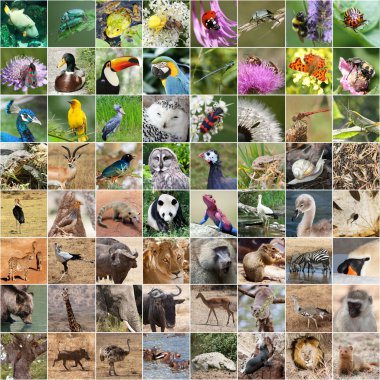 Wildlife collage clipart