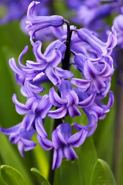 Fialový hyacinty — Stock fotografie