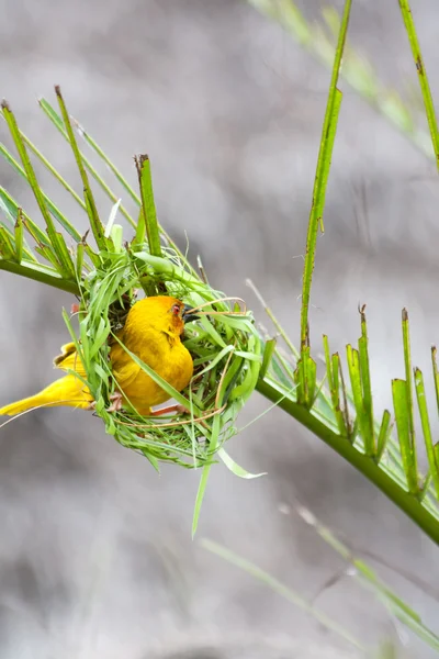 Golden palm weaver bird — Stock Photo, Image