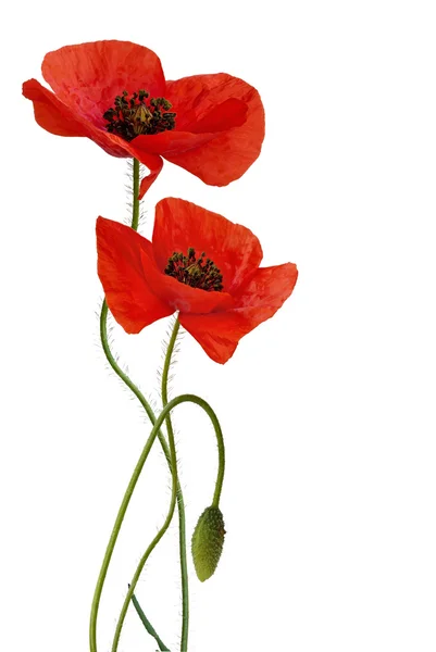 Poppy bloemen — Stockfoto