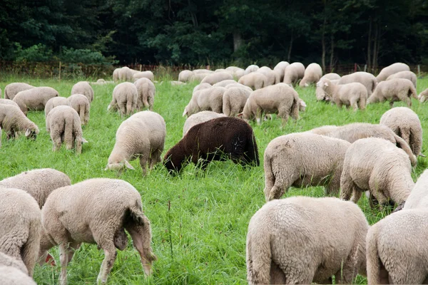 Una oveja negra entre las blancas — Foto de Stock