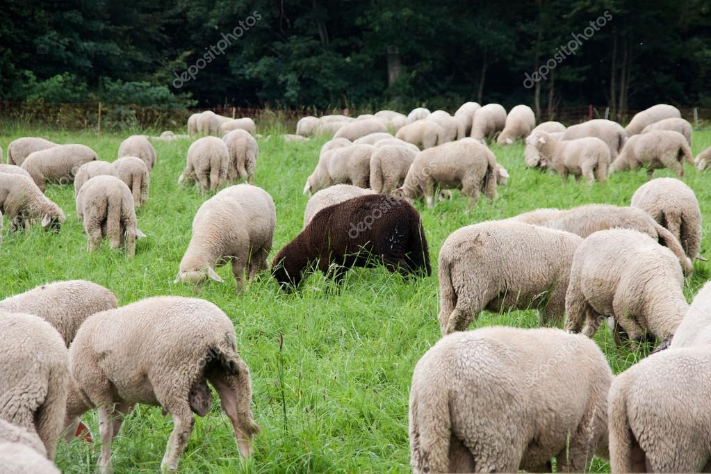 Black sheep Stock Photos, Royalty Free Black sheep Images | Depositphotos Black sheep Stock Photos, Royalty Free Black sheep Images | Depositphotos