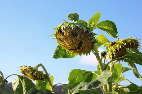 Sunflower with smily face — Stock Photo, Image