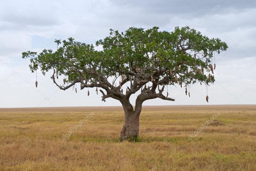 Sausage Tree (Kigelia) on Savanna landscape in Africa,
