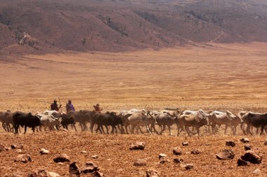 İnek sığır ve Masai insanlar
