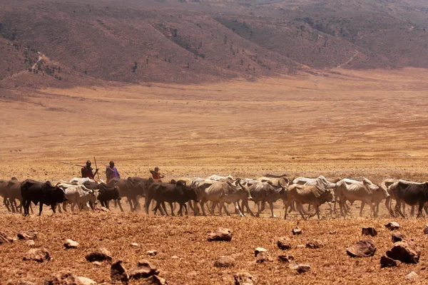 Cow cattle and Maasai people — Stock Photo, Image