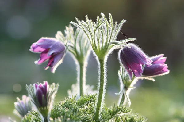 Flor Pasque - Pulsatilla Vulgaris —  Fotos de Stock