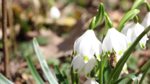 Snowflakes (leucojum aestivum) and bee — Stock Video