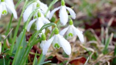 Kardelen (Galanthus nivalis) yağmurda