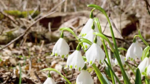 Copos de nieve (leucojum aestivum) en suave breez — Vídeo de stock