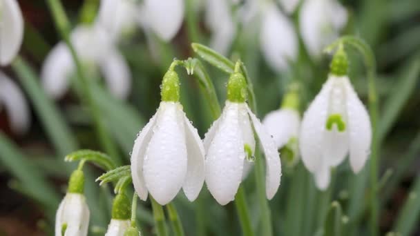 Fiore di bucaneve in pioggia e vento — Video Stock