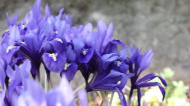 Hollandalı minyatür mavi iris (Iris reticulata)