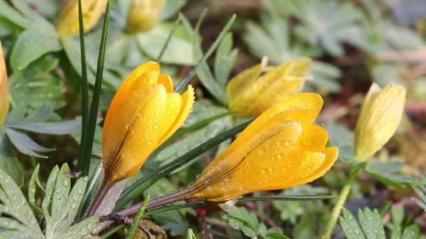 Crocus amarelo com gotas de água - zoom — Vídeo de Stock