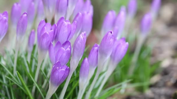 Crocus lila — Video