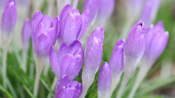 Lila crocus with water drops in spring time — Stock Video