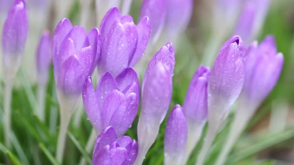 Lila crocus con gotas de agua en primavera — Vídeo de stock